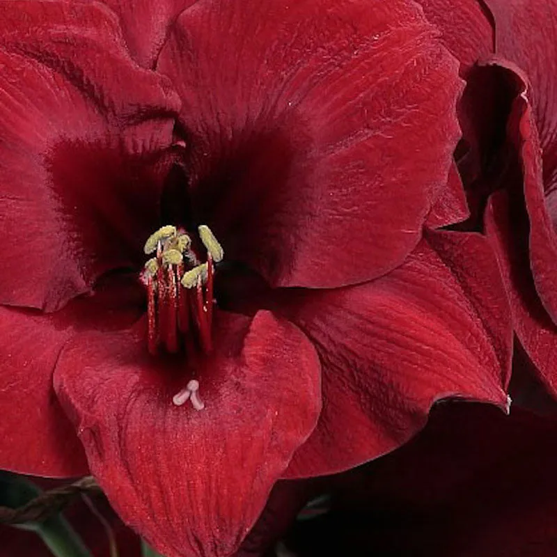 Amaryllis Bulbs - Easy-Care Red Wax with Red Blooms