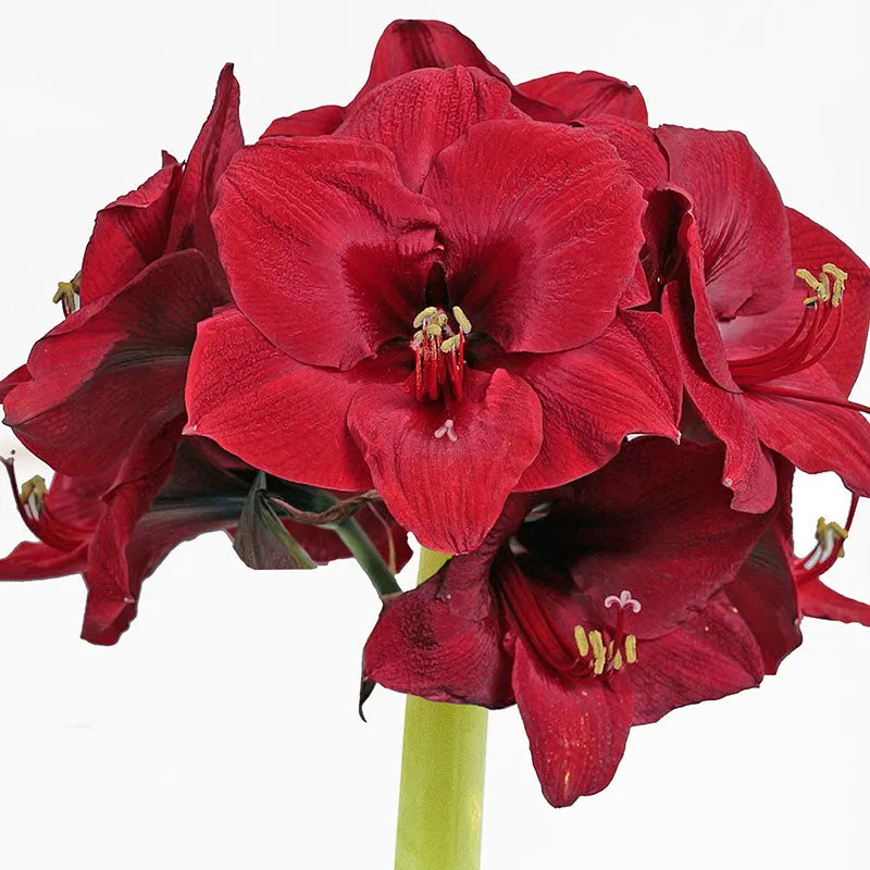 Amaryllis Bulbs - Easy-Care Red Wax with Red Blooms