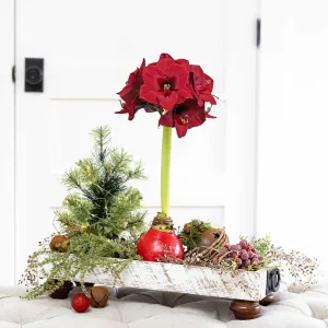 Amaryllis Bulbs - Easy-Care Red Wax with Red Blooms