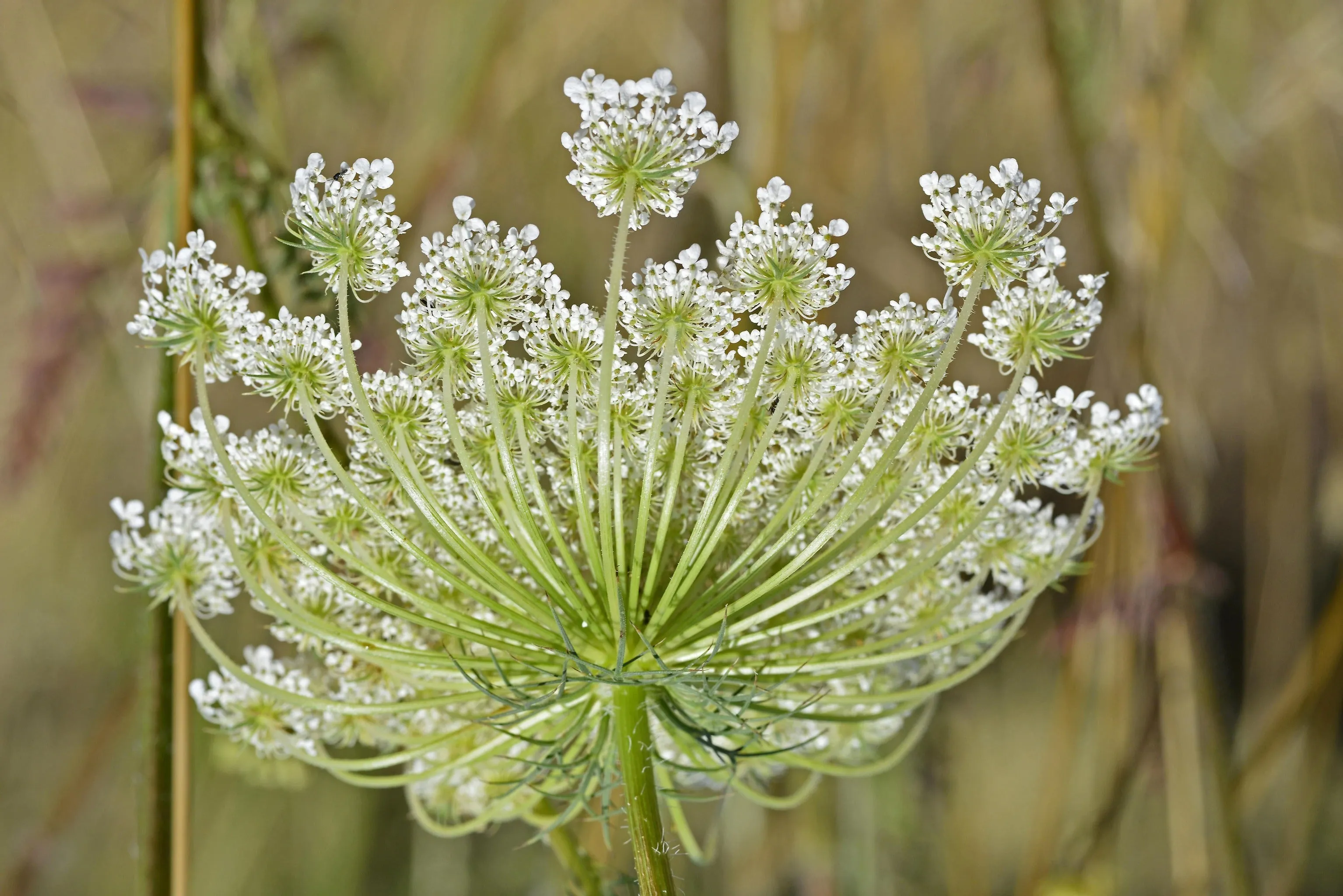 Ammi majus