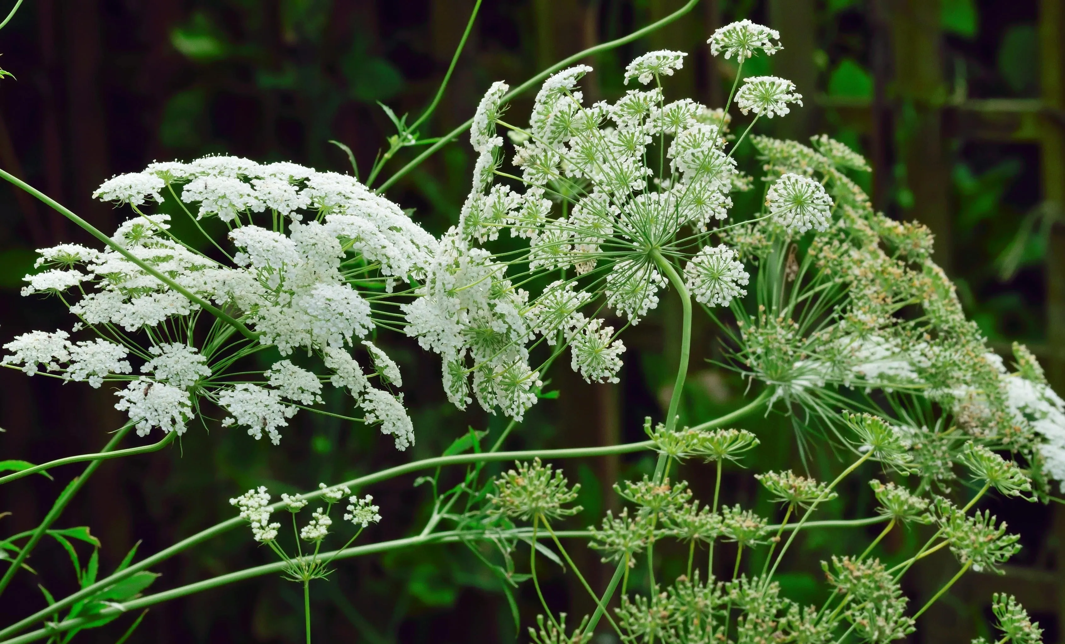 Ammi majus