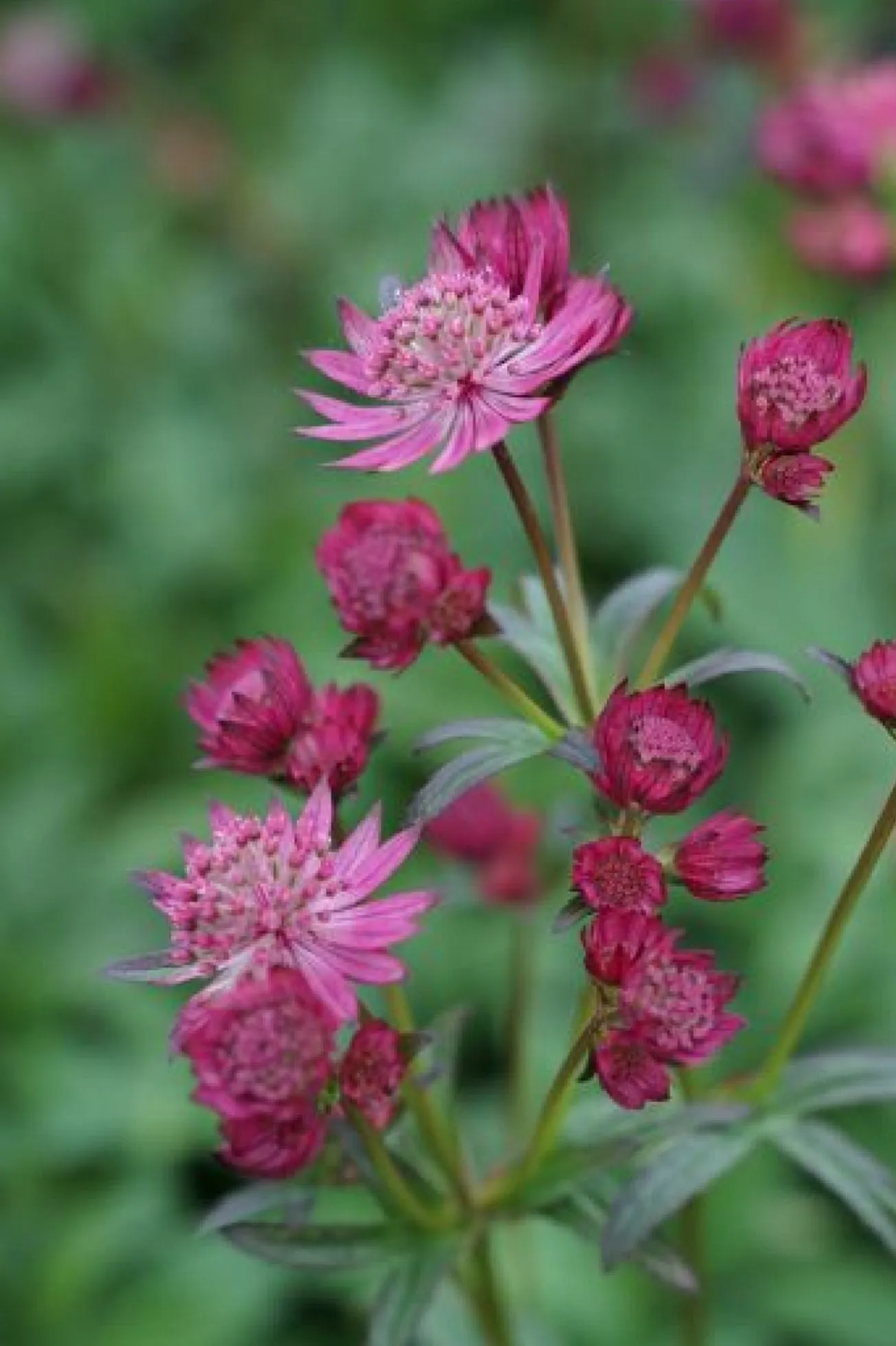 Astrantia major 'Cerise Button'