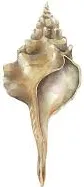 CALIFORNIA HORSE CONCH SHELL