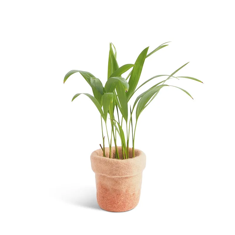 Flower Pot 20 - Small