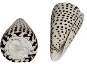 LEOPARD CONE SHELL