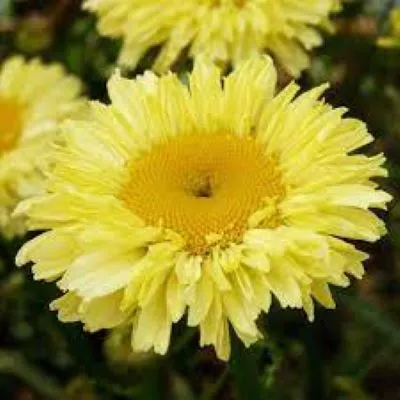 Leucanthemum 'Real Goldcup'