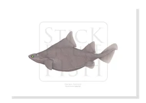 Prickly Dogfish, Oxynotus bruniensis (Ogilby 1893) - Fine Art Print