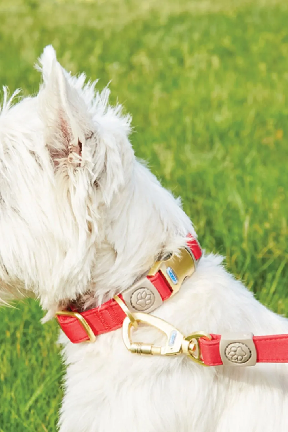 WeatherBeeta Elegance Dog Collar